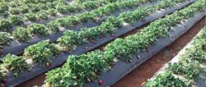 Stawberry Farms Behind Sabo Resort, Panchgani